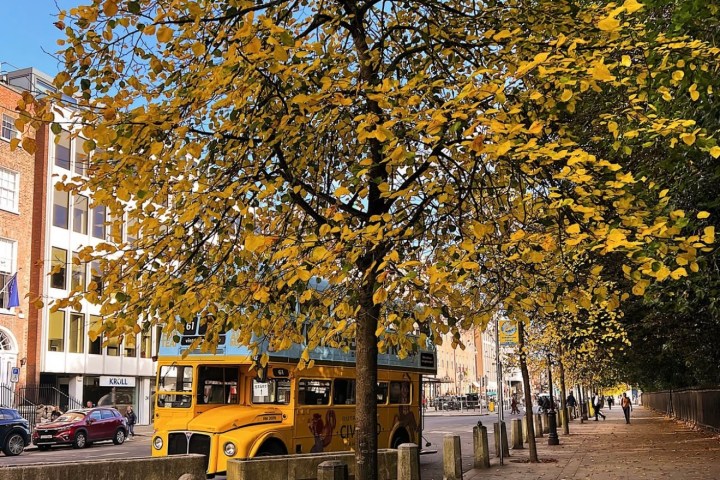 Vintage Tea Trips bus parked up next to autumn trees