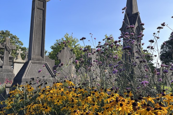 a close up of a flower garden in front of a building