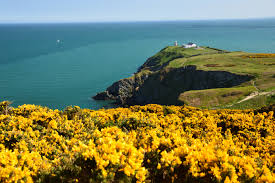 Ocean view with cliffs and yellow flowers under a blue sky.
