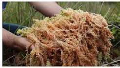 Person holding a bunch of brown and green moss outdoors.